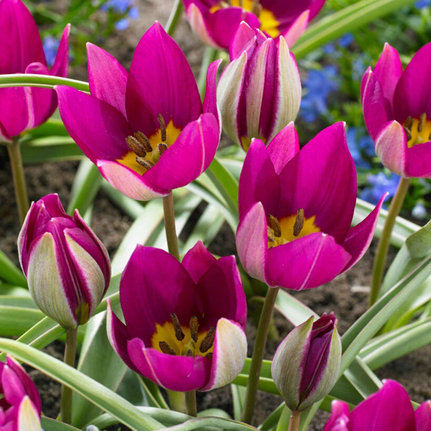 Botanisk tulipan 'Persian Pearl'